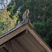 Singe à la hauteur de la situation / Monkey with a nice view all around