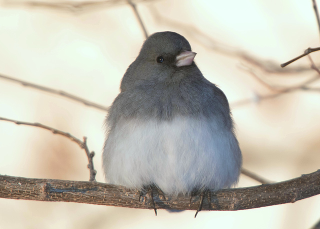 Dark-Eyed Junco (Slate)