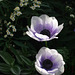 Beautiful Anemones