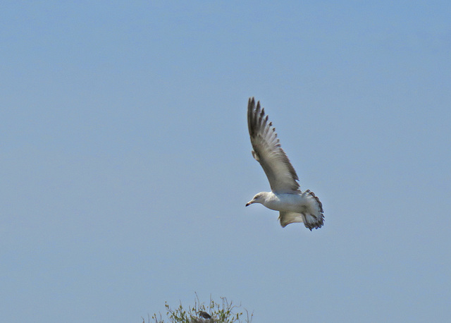 A Juvenile Ring-billed Gull in Flight