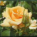 Edelrose