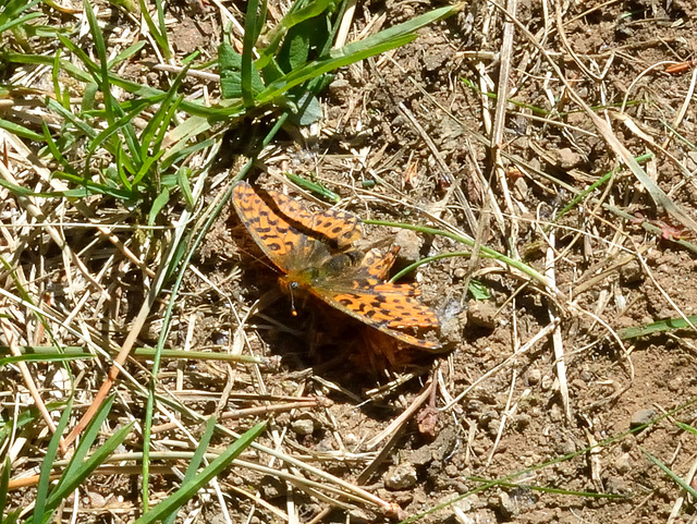 Weaver's Fritillary (Boloria dia) DSC 5407