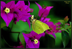 ~ This butterfly (citroenvlinder) stopped every day in summertime on the bougainvillea ~