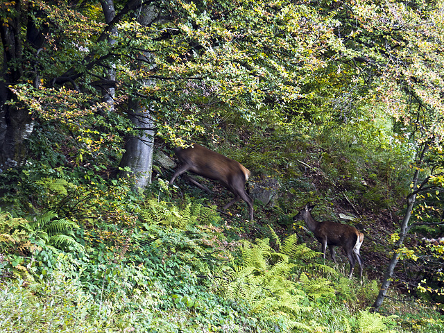 In autumn, in the undergrowth, two subjects very elusive - Bocchetto of Sessera (BI)