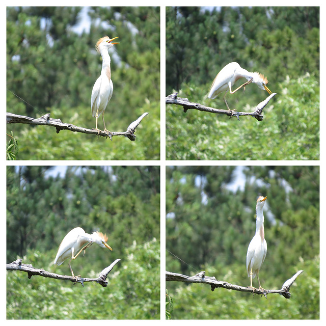 Cattle egret tai-chi