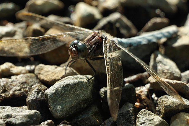 Orthetrum coerulescens