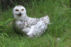 Female snowy owl