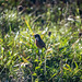 Stonechat