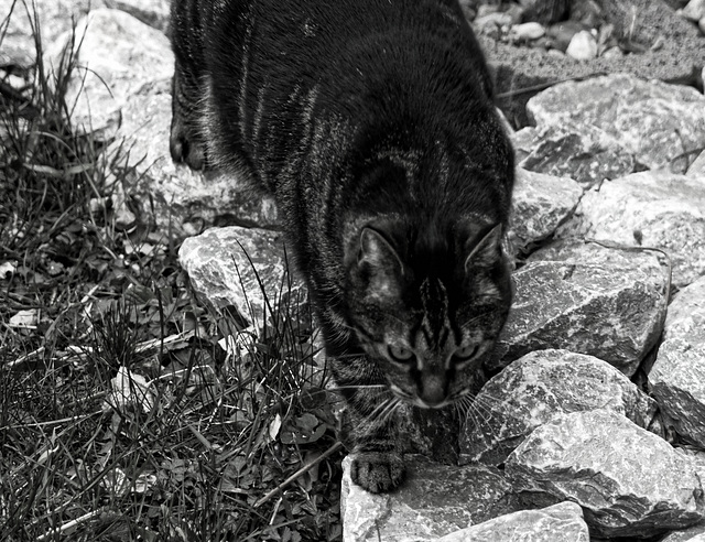 Luna, Garten, Familie, Benneckenstein