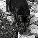 Luna, Garten, Familie, Benneckenstein