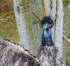 Emu