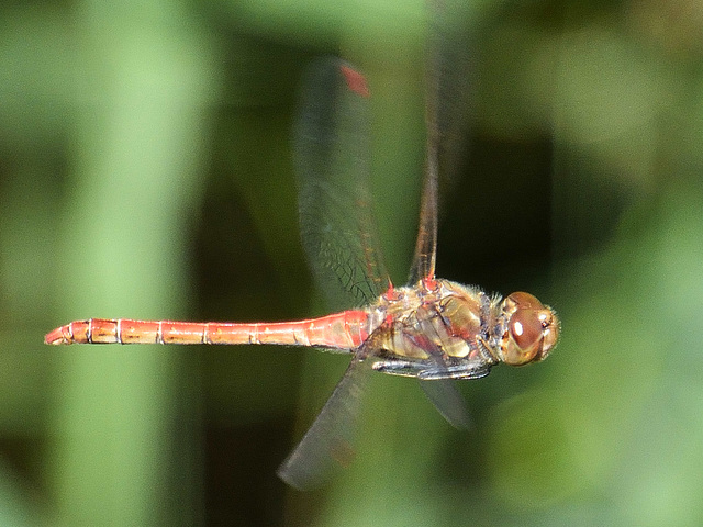 Common Darter m (Sympetrum striolatum) DSB 1781