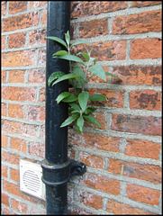 wall sapling