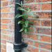 wall sapling