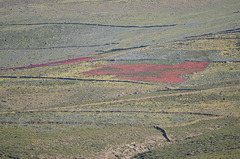 Bolivia, Quinoa Fields on the Slopes of the Volcano Tanupa Bolivia, Quinoa Fields on the Slopes of the Volcano Tanupa