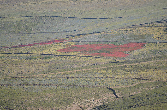 Bolivia, Quinoa Fields on the Slopes of the Volcano Tanupa