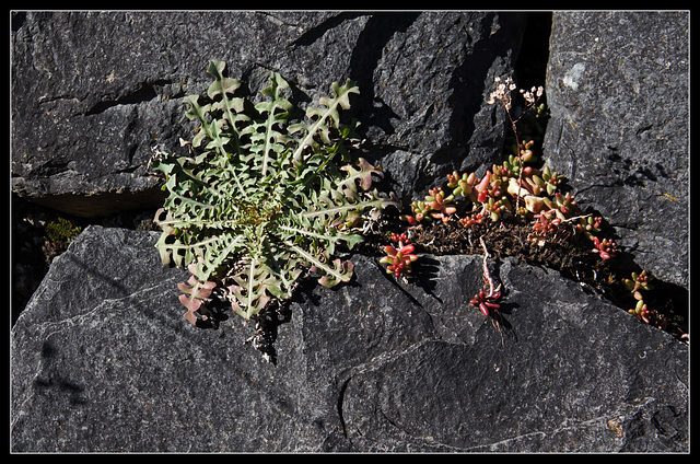 Lactuca et Sedum album ( orpin blanc)