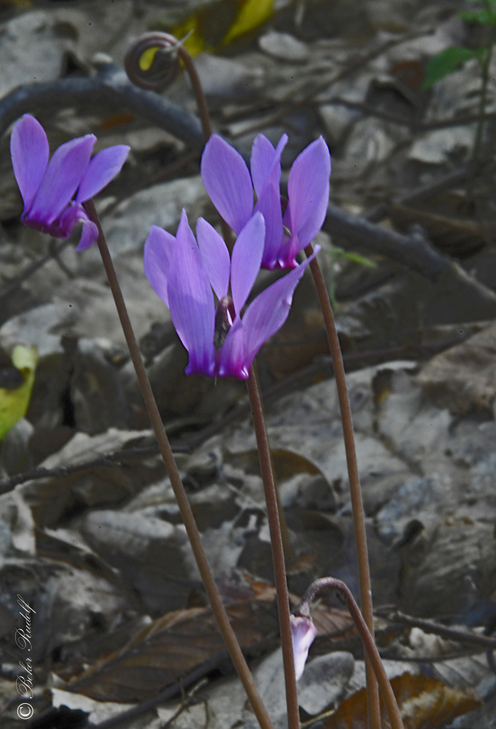 Erdei ciklámen (Cyclamen purpurascens) 2019   1