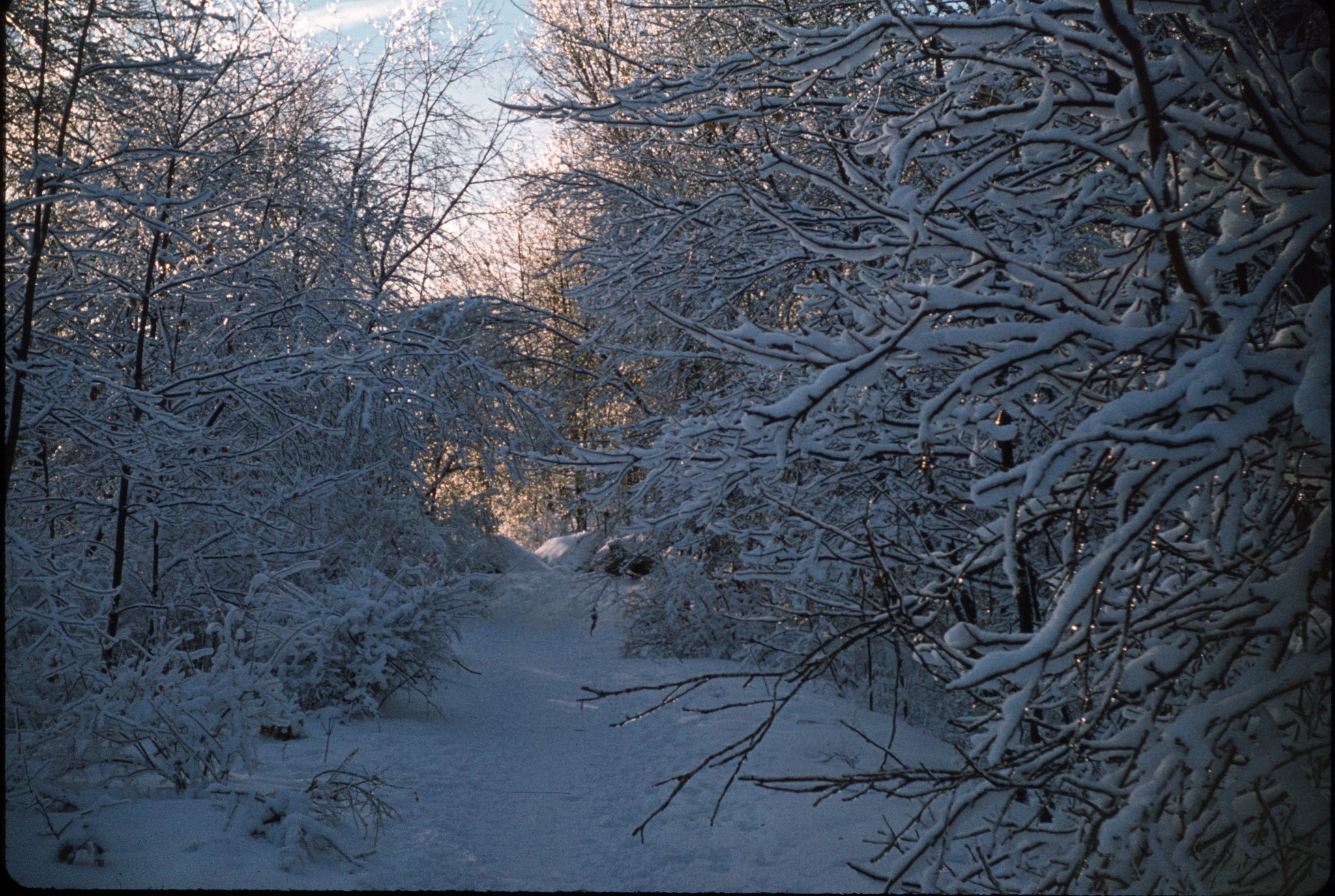 A Winter Walk in the Woods