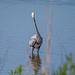 Grey heron