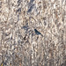 Reed bunting