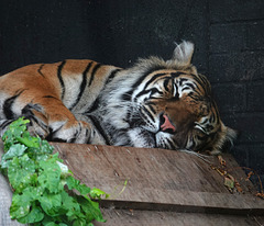 Sumatran Tiger