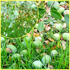 The last week bad weather made the guava harvest