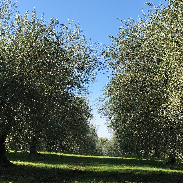 In the olive grove. In the olive grove.