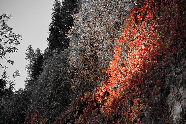 Automne aux Buttes Chaumont