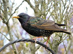 Starling with a beak full