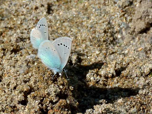 Green-underside Blue (Glaucopsyche alexis) DSC 5175