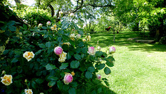 Balade au Jardin de Roquelin...