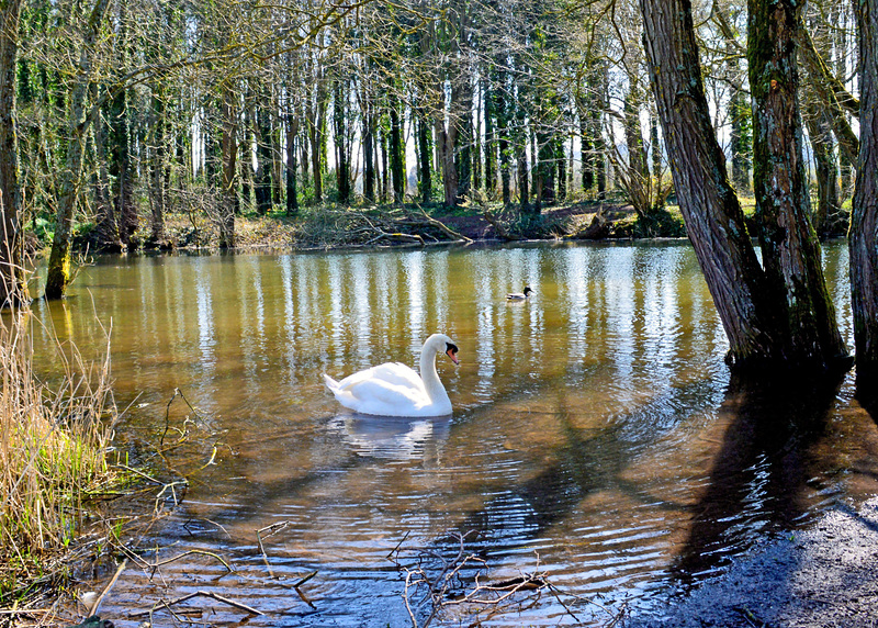 Chew Valley Lake (2)