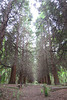 st pancras and islington cemetery, east finchley , london