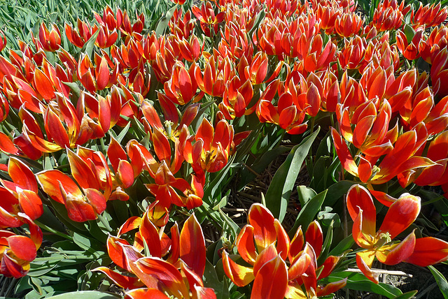 Nederland - Limmen, Hortus Bulborum/Duc van Tol tulpen