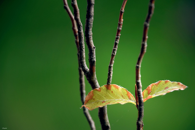 Abbracciare un albero e...