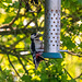 Great spotted woodpecker