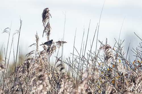 Reed bunting