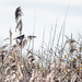 Reed bunting