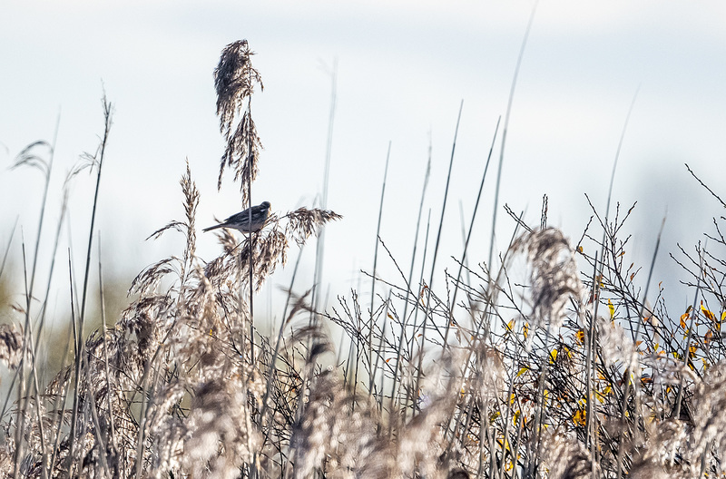 Reed bunting