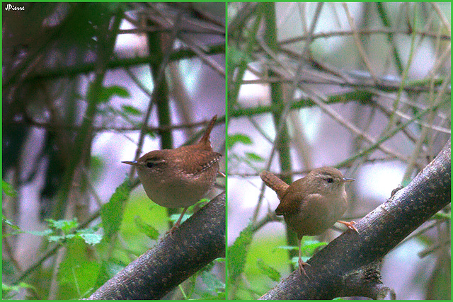 Troglodyte mignon -jumeaux