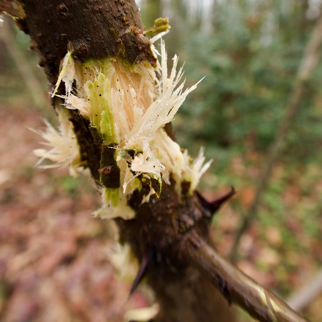 Small things on New Years Eve: Sap