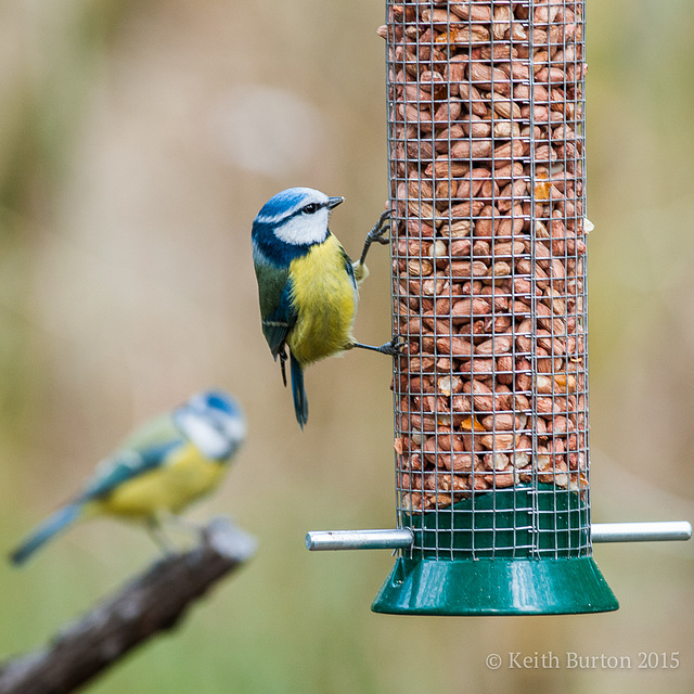 Blue tit on peanut feeder