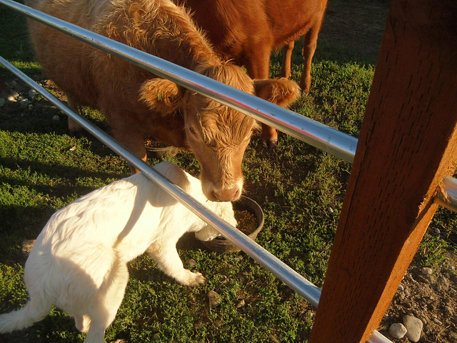 sharing supper