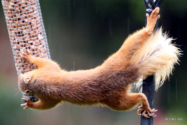 Blondie having lunch in the rain