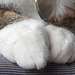 Spotless white gloves - Happy Caturday