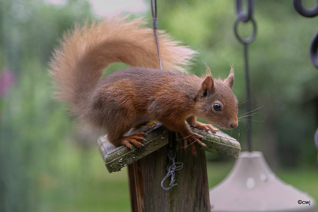 Young red squirrel exploring the world this morning.