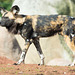 African painted dog (1)