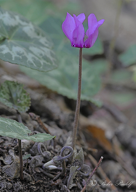 Erdei ciklámen (Cyclamen purpurascens) 2019   77