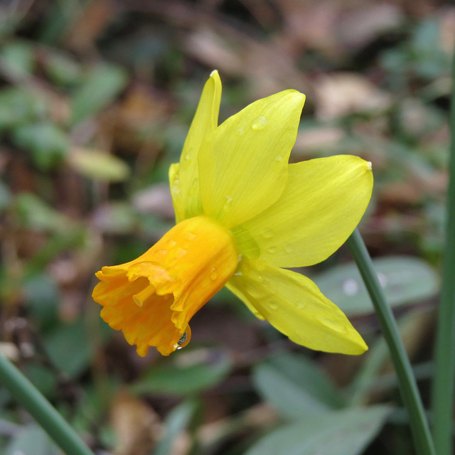 Daffodil